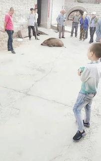 昔阳县最新爆料,揭秘神秘事件背后的真相